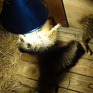 Meerkat attached to heat lamp