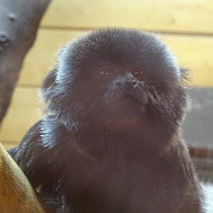 Goeldi's Monkey