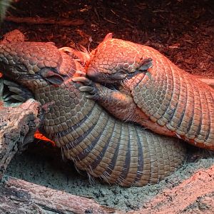 Armadillo Huddle