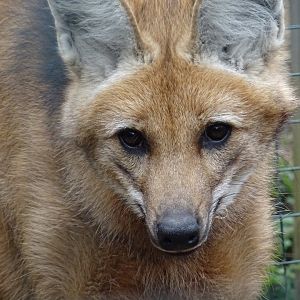 Maned Wolf