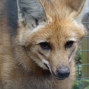 Maned Wolf