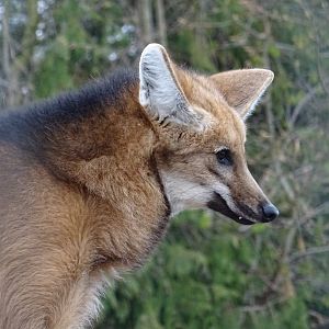 Maned Wolf