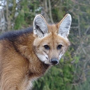 Maned Wolf