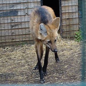 Maned Wolf