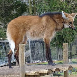 Maned Wolf