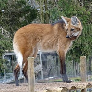 Maned Wolf