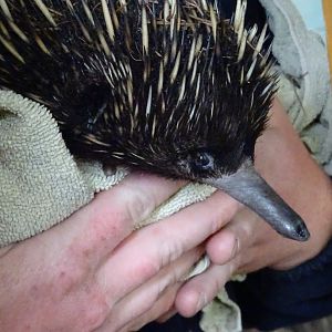 Short-Beaked Echidna close-up