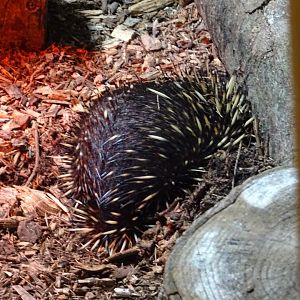 Short-Beaked Echidna