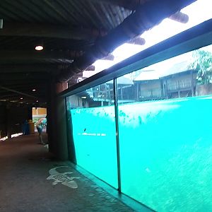 Hippo Enclosure Underwater, Zambezi River Hippo Camp, Aug. 2020
