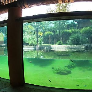 Croc Enclosure Underwater, Zambezi River Hippo Camp, Aug. 2020