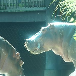 Hippo, Zambezi River Hippo Camp, Aug. 2020