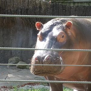 Hippo, Zambezi River Hippo Camp, Aug. 2020