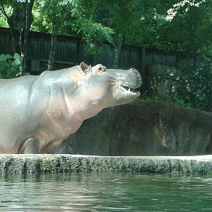 Hippo, Zambezi River Hippo Camp, Aug. 2020