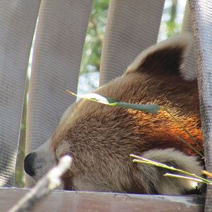 Red Panda