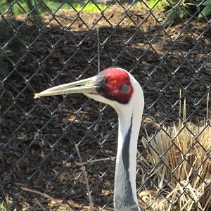 White Naped Crane