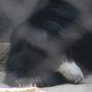 Sloth Bear