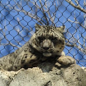 Snow Leopard