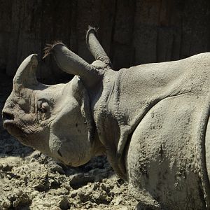 Indian Rhino