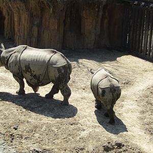 Indian Rhinos (Mom Hellary and Calf Marshall)