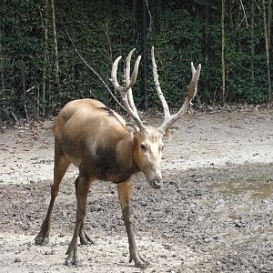 Pere David’s Deer, China, Aug. 2020