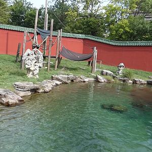 Sulawesi Crested Black Macaque Exhibit, China, Aug. 2020