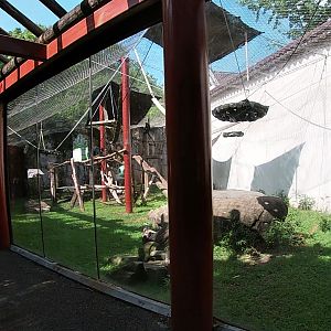 Francois langur Exhibit, China, Aug. 2020