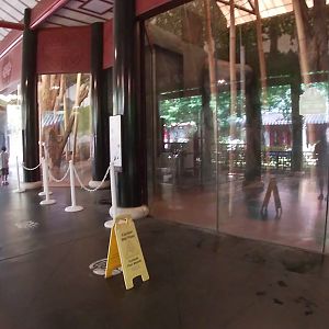 Giant Panda Day Rooms, China, Aug. 2020