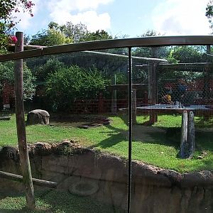 Giant Panda Outdoor Exhibit, China, Aug. 2020