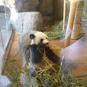 Giant Panda, China, Aug. 2020