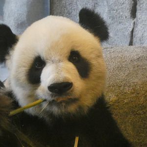 Giant Panda, China, Aug. 2020