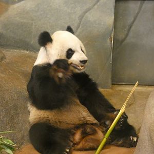 Giant Panda, China, Aug. 2020