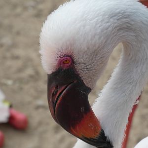 Flamingo, Zambezi River Hippo Camp, Aug.2020