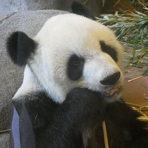 Giant Panda, China, Aug. 2020