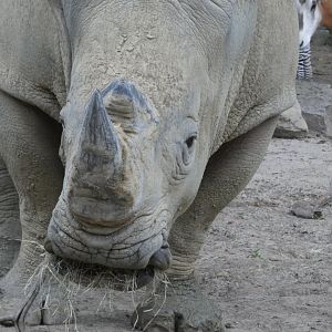 Rhino, African Veldt, Aug. 2020