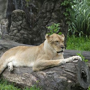 Lioness, Cat Country, Aug. 2020