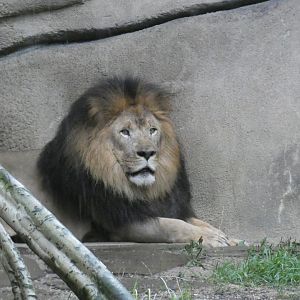 Male Lion, Cat Country, Aug. 2020