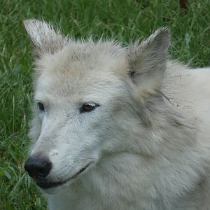 Wolf, Teton Trek, Aug. 2020