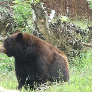 Black Bear, Teton Trek, Aug 2020