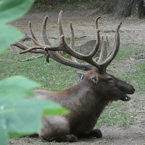 Elk, Teton Trek, Aug. 2020