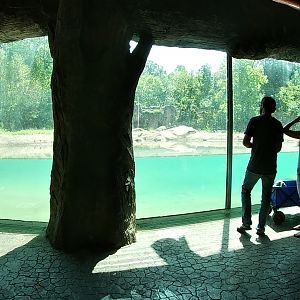 Grizzly Exhibit, Teton Trek, Aug. 2020