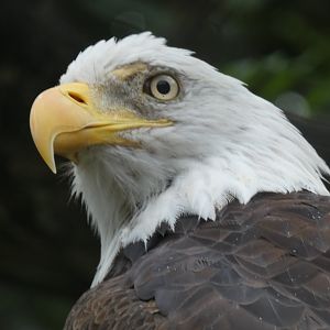 Bald Eagle, Sea Lion, Northwest Passage, Aug. 2020