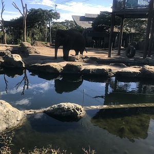 Asian Elephant Enclosure