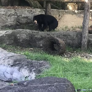 Mary the Sun Bear