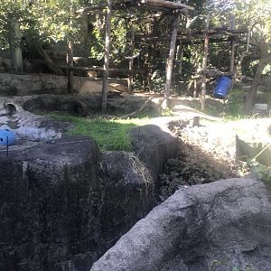 Sun Bear enclosure