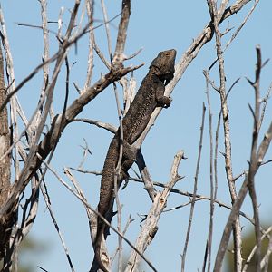 Central Bearded Dragon