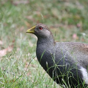 Tasmanian Native-hen