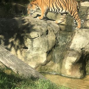 Sumatran Tiger