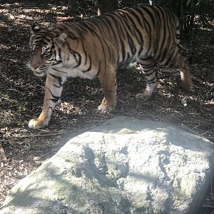 Sumatran Tiger