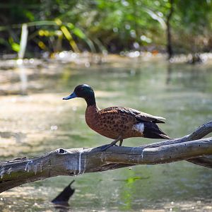 Chestnut Teal (Anas castanea)