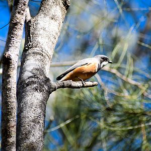 Rufous Whistler (Pachycephala rufiventris)